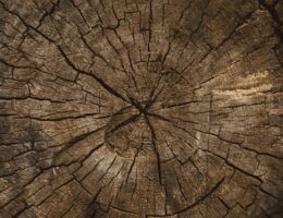 volodymyr hryshchenko 6ytoaq pyhy unsplash post invecchiamento primo post