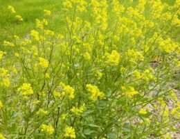 La luce che cura: perché uscire fa bene a caregiver e assistito primavera 1