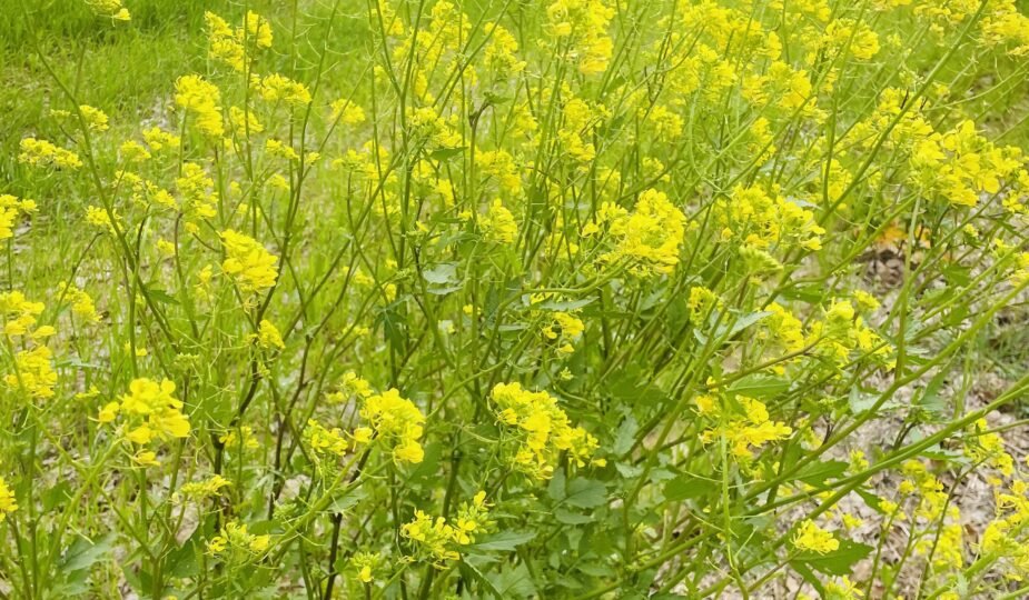 La luce che cura: perché uscire fa bene a caregiver e assistito primavera 1